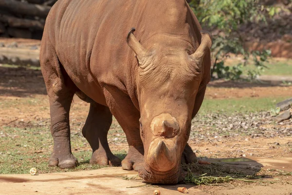 Rinoceronte Branco Está Comendo Comida — Fotografia de Stock