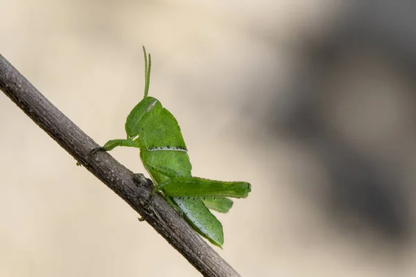 나뭇가지에 메뚜기 — 스톡 사진