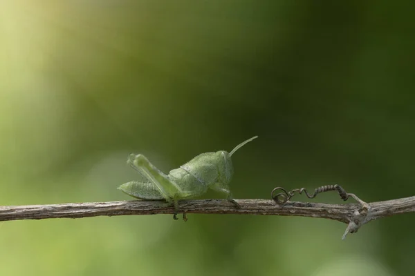 Une Sauterelle Verte Sur Une Branche Avec Fond Vert — Photo