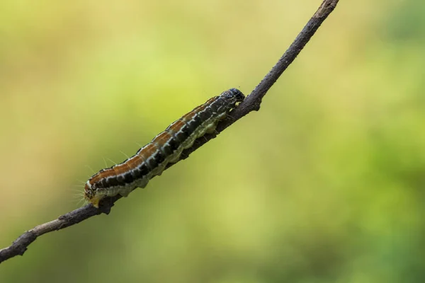 Een Rups Liggend Een Tak — Stockfoto