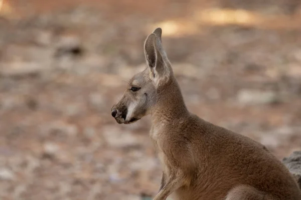 Red Kangaroo Standing Zoo Nakhonratchasima Thailand — 스톡 사진