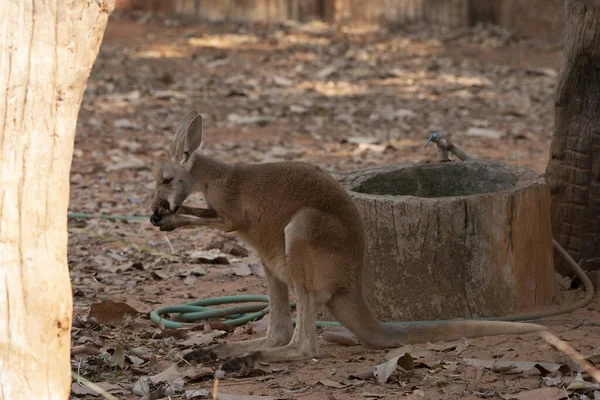 Canguro Rojo Pie Zoológico Nakhonratchasima Tailandia —  Fotos de Stock