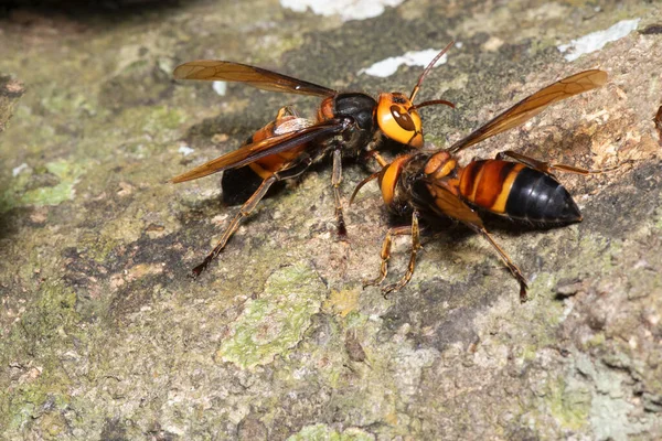 想象中的大黄蜂 Vespa Crabro 真正的亚洲黄蜂 原产于东亚和热带地区 他们喜欢住在高山和低洼地区 — 图库照片