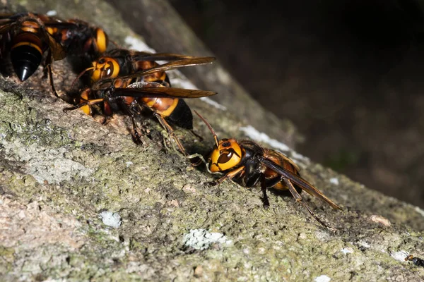 想象中的大黄蜂 Vespa Crabro 真正的亚洲黄蜂 原产于东亚和热带地区 他们喜欢住在高山和低洼地区 — 图库照片