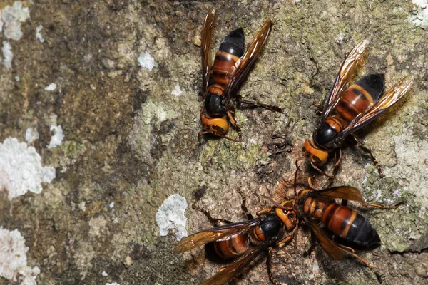 想象中的大黄蜂 Vespa Crabro 真正的亚洲黄蜂 原产于东亚和热带地区 他们喜欢住在高山和低洼地区 — 图库照片