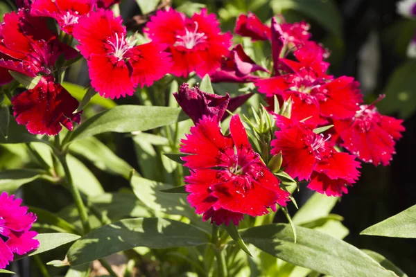 Photo Fleur Dianthus Rouge Coloré Beau Dans Jardin — Photo