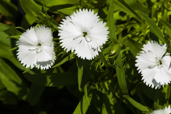 Photo Fleur Dianthus Blanche Colorée Belle Dans Jardin — Photo