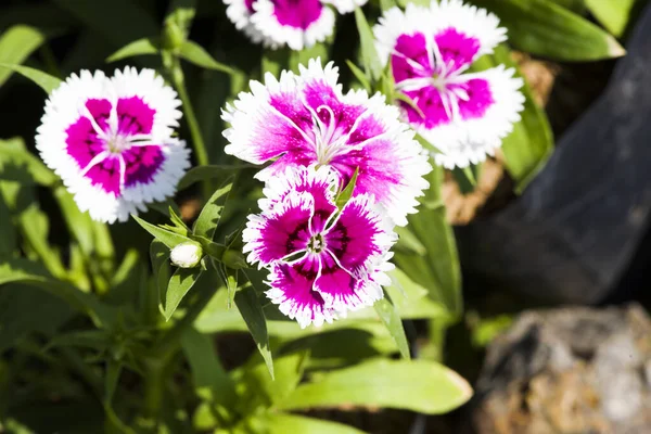 Photo Fleur Dianthus Rose Pourpre Coloré Beau Dans Jardin — Photo