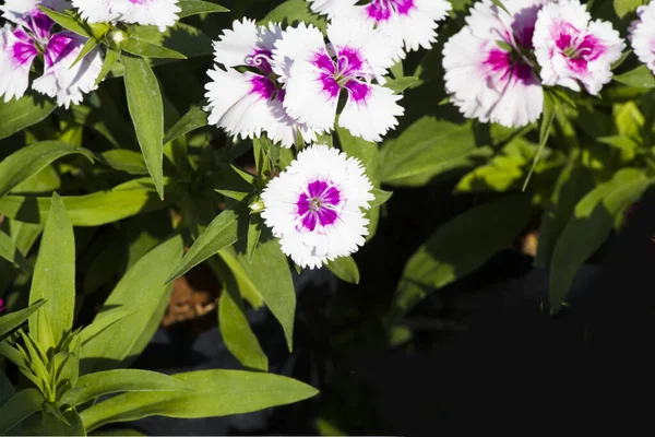 Photo Fleur Dianthus Violet Blanc Coloré Beau Dans Jardin — Photo