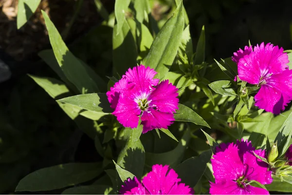 Photo Fleur Dianthus Fuchsia Coloré Beau Dans Jardin — Photo