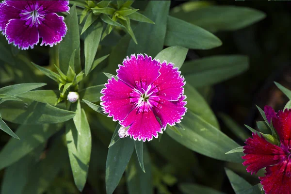 Photo Fleur Dianthus Fuchsia Coloré Beau Dans Jardin — Photo