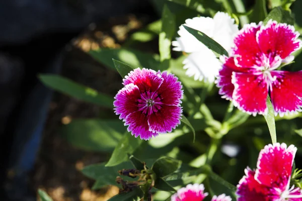 Resim, dianthus çiçeği Kırmızı beyaz, rengarenk bir bahçe