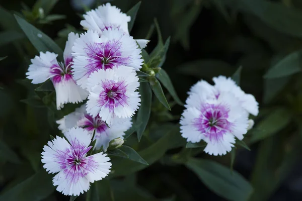 Photo Fleur Dianthus Violet Blanc Coloré Beau Dans Jardin — Photo