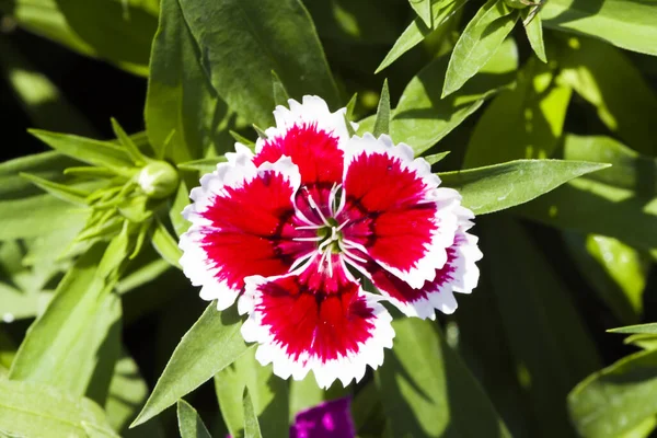 Resim, dianthus çiçeği Kırmızı beyaz, rengarenk bir bahçe