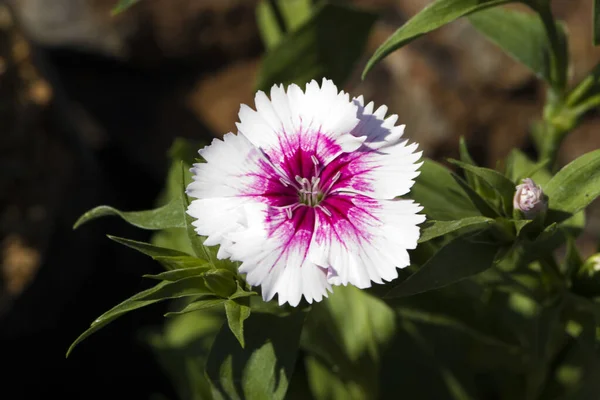 Photo Fleur Dianthus Rose Pourpre Coloré Beau Dans Jardin — Photo