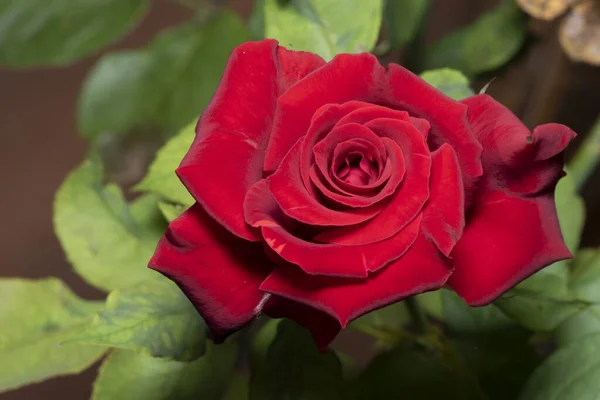 Rose Rote Blume Einzelne Schöne Rose — Stockfoto