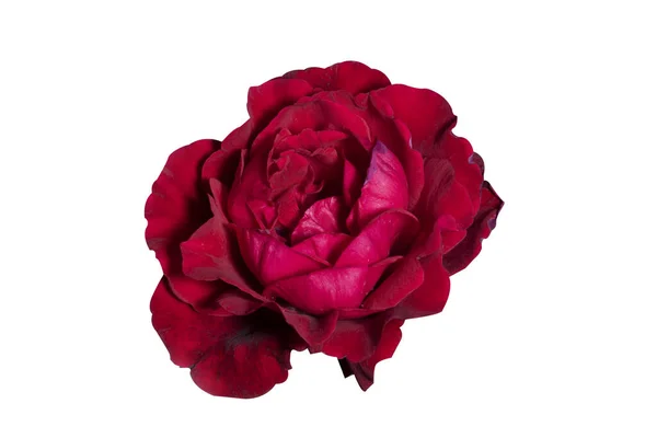 Rosa Flor Vermelha Isolada Fundo Branco — Fotografia de Stock