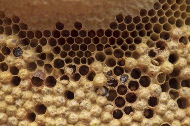 Yabani bal peteği arıların larvaları ve arı yeminin nektarı.