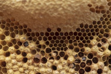 Yabani bal peteği arıların larvaları ve arı yeminin nektarı.