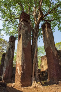Kamphaeng 'deki Wat Tapınağı Phet Tarihi Park Tayland.