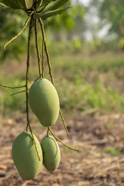 Fresh green mango fruit on the tree mango.