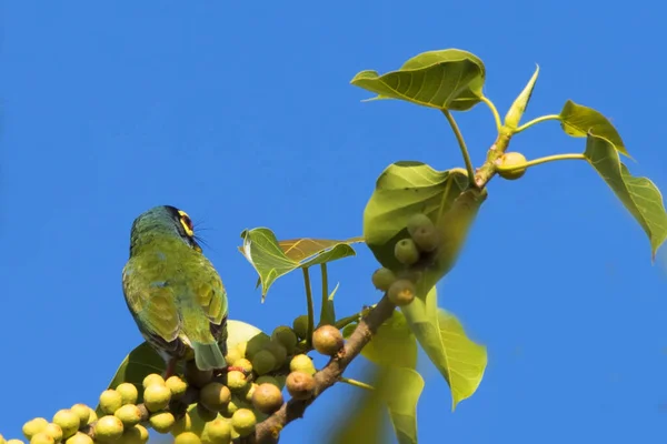 Megalaimidae Vogel Der Nahrung Auf Einem Ast Frisst — Stockfoto