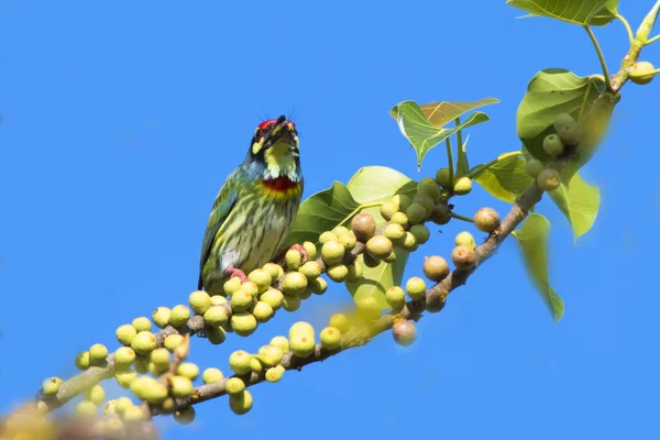 Megalaimidae Pájaro Comiendo Comida Una Rama Árbol — Foto de Stock