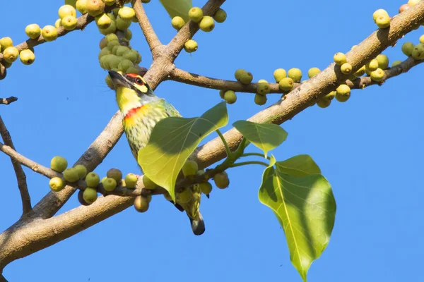 Megalaimidae bird, eating food on a tree branch.