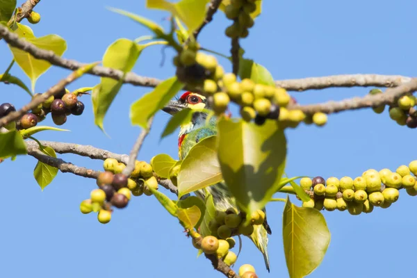 Megalaimidae Pájaro Comiendo Comida Una Rama Árbol — Foto de Stock