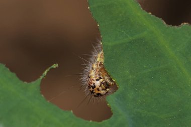 Kıllı tırtıl, çalılarla besleniyor..