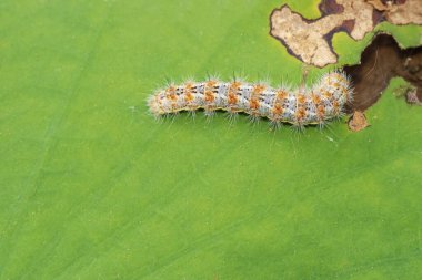 Tırtıl yeşil yaprakta yaprak yiyor..  