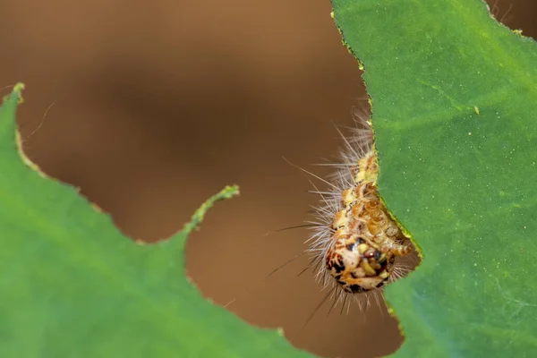 Lagarta Comendo Folha Uma Folha Verde — Fotografia de Stock