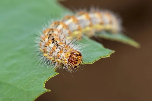 Rups Eten Blad Een Groen Blad — Stockfoto