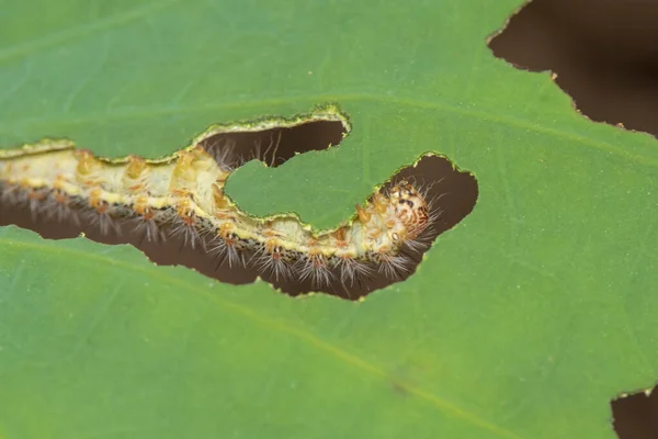 Gąsienica Jedząca Liść Zielonym Liściu — Zdjęcie stockowe