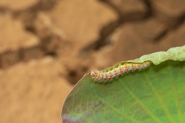 Hariry Caterpillar Feeding Bramble Leaf — Stock Photo, Image