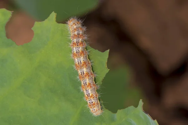 Hariry Caterpillar Feeding Bramble Leaf — Stock Photo, Image