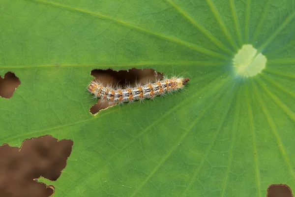 Hariry Caterpillar Feeding Bramble Leaf — Stock Photo, Image