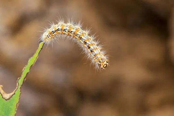 Rups Eten Blad Een Groen Blad — Stockfoto