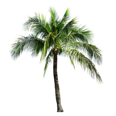 Beyaz arkaplanda izole edilmiş hindistan cevizi ağacı.