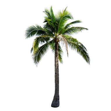 Beyaz arkaplanda izole edilmiş hindistan cevizi ağacı.