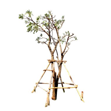 Beyaz arkaplanda izole ağaçlar.