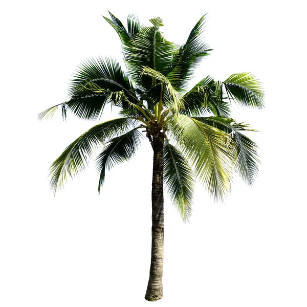 배경에 고립된 코코넛 — 스톡 사진