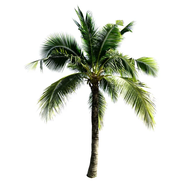 Coconut Träd Isolerad Den Vita Bakgrunden — Stockfoto