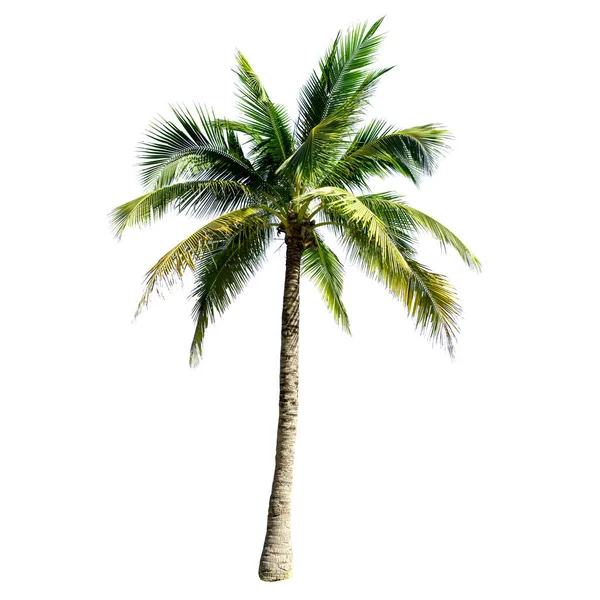 Coconut Träd Isolerad Den Vita Bakgrunden — Stockfoto