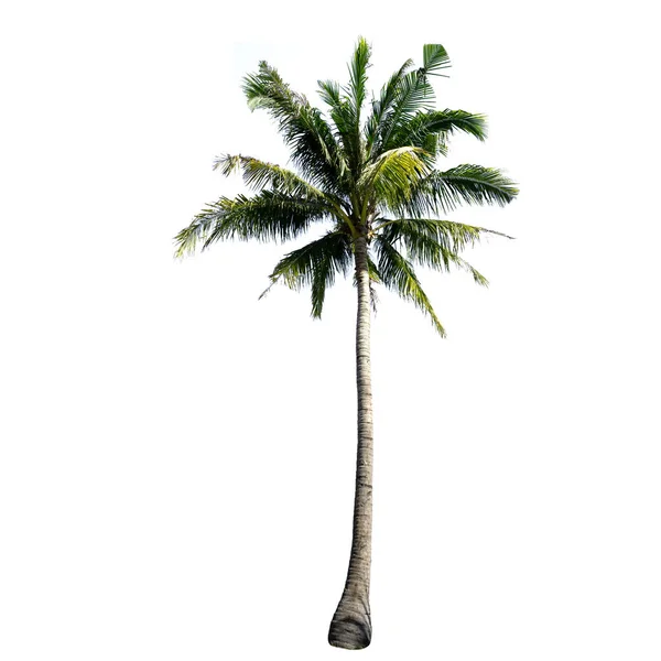 Coconut Träd Isolerad Den Vita Bakgrunden — Stockfoto