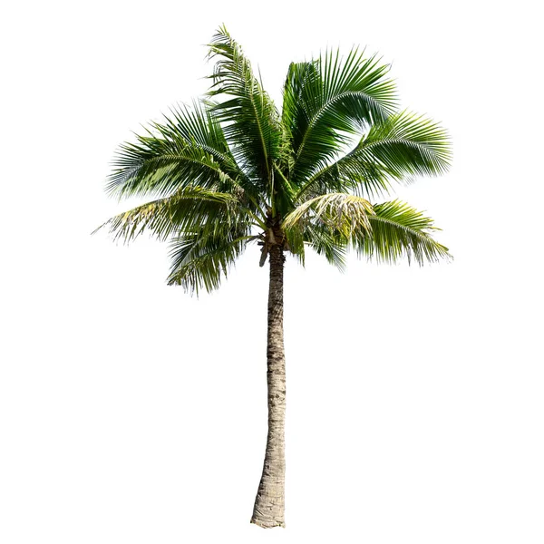 Coconut Träd Isolerad Den Vita Bakgrunden — Stockfoto