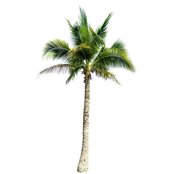 Coconut Träd Isolerad Den Vita Bakgrunden — Stockfoto