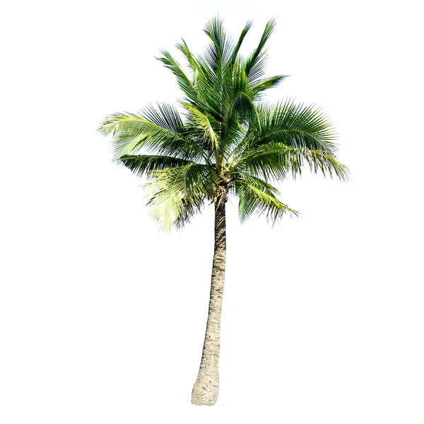 Árbol Coco Aislado Fondo Blanco — Foto de Stock