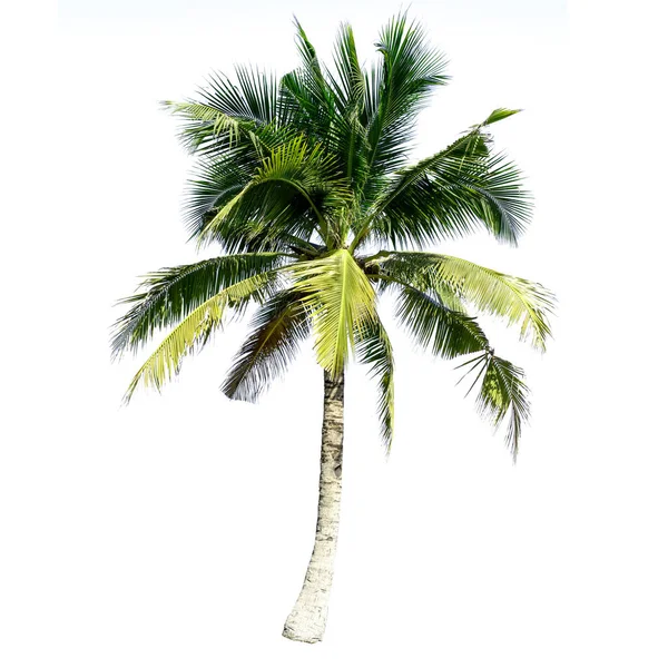 Кокосове Дерево Ізольовано Білому Тлі — стокове фото