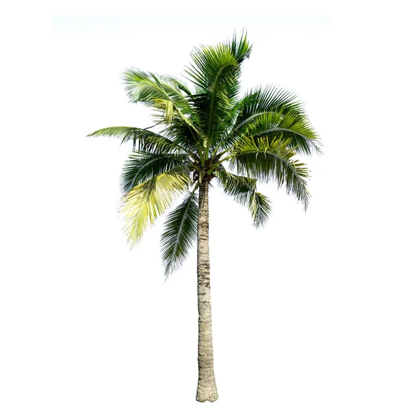 Drzewo Kokosowe Izolowane Białym Tle — Zdjęcie stockowe